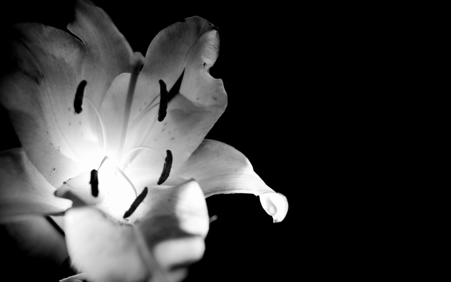 Белая лилия на черном фоне