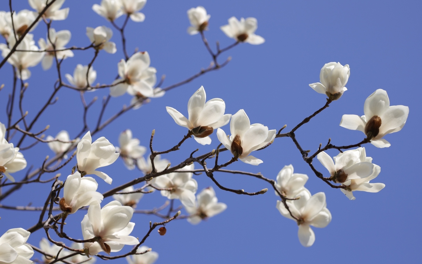 Белые цветы магнолии на ветке на фоне голубого неба