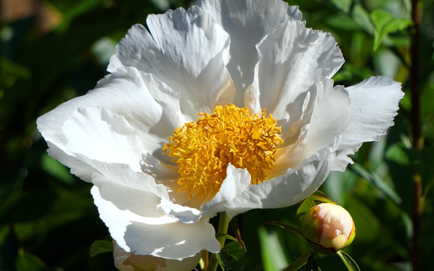 Белый пион с бутоном крупным планом