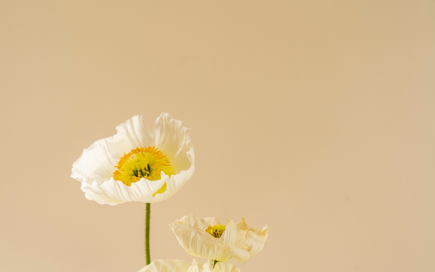 Белые цветы мака на бежевом фоне