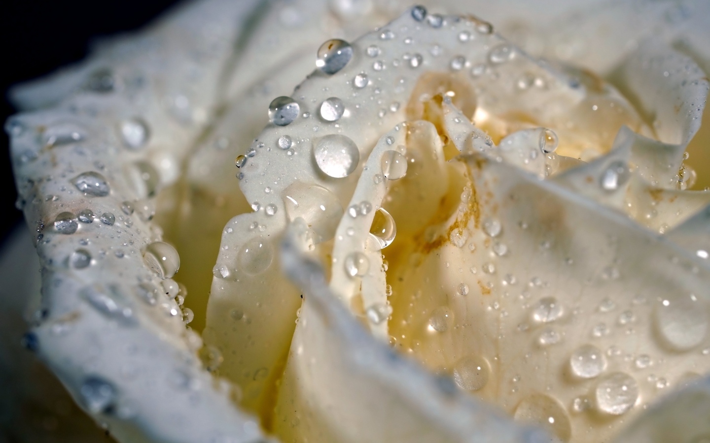 Лепестки белой розы в каплях росы крупным планом