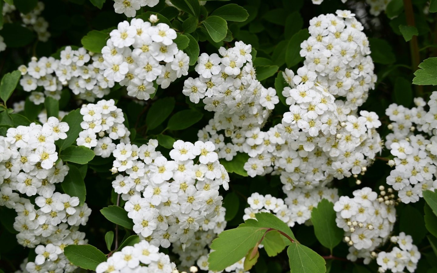 Белые цветы рябины крупным планом