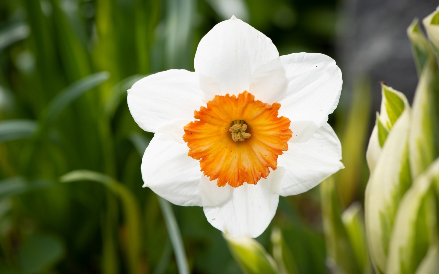 Белый весенний нарцисс крупным планом