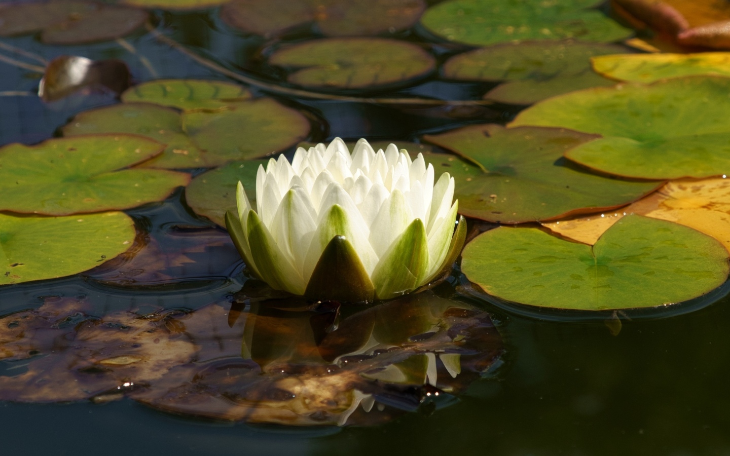 Белая водяная лилия плавает в зеленых листьях