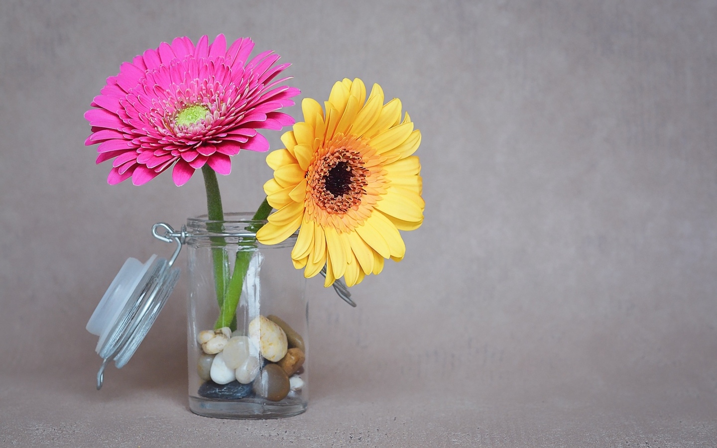 Желтый и розовый цветок герберы в банке