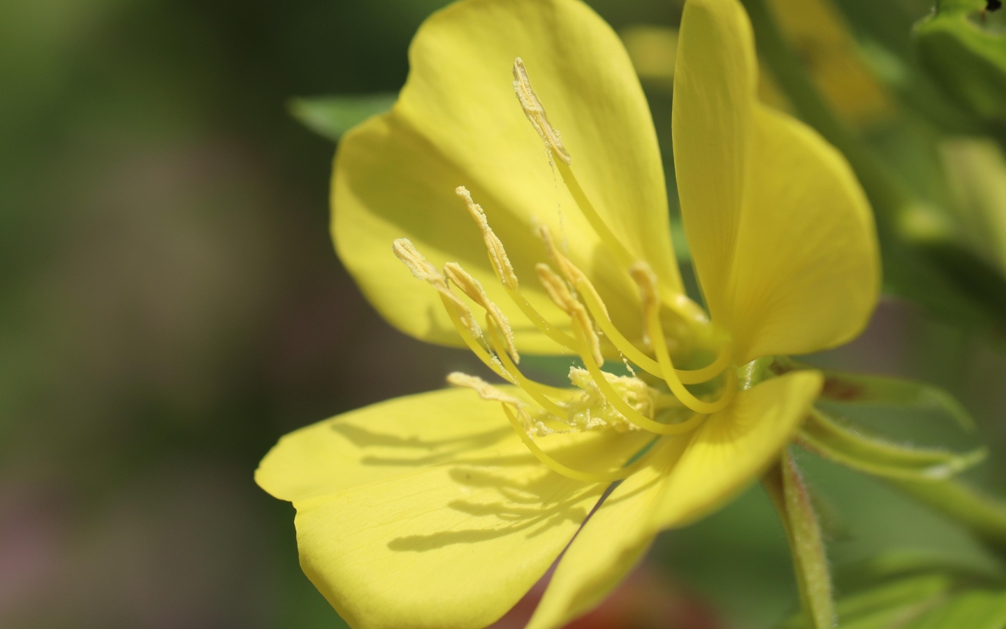 Желтый красивый цветок энотера