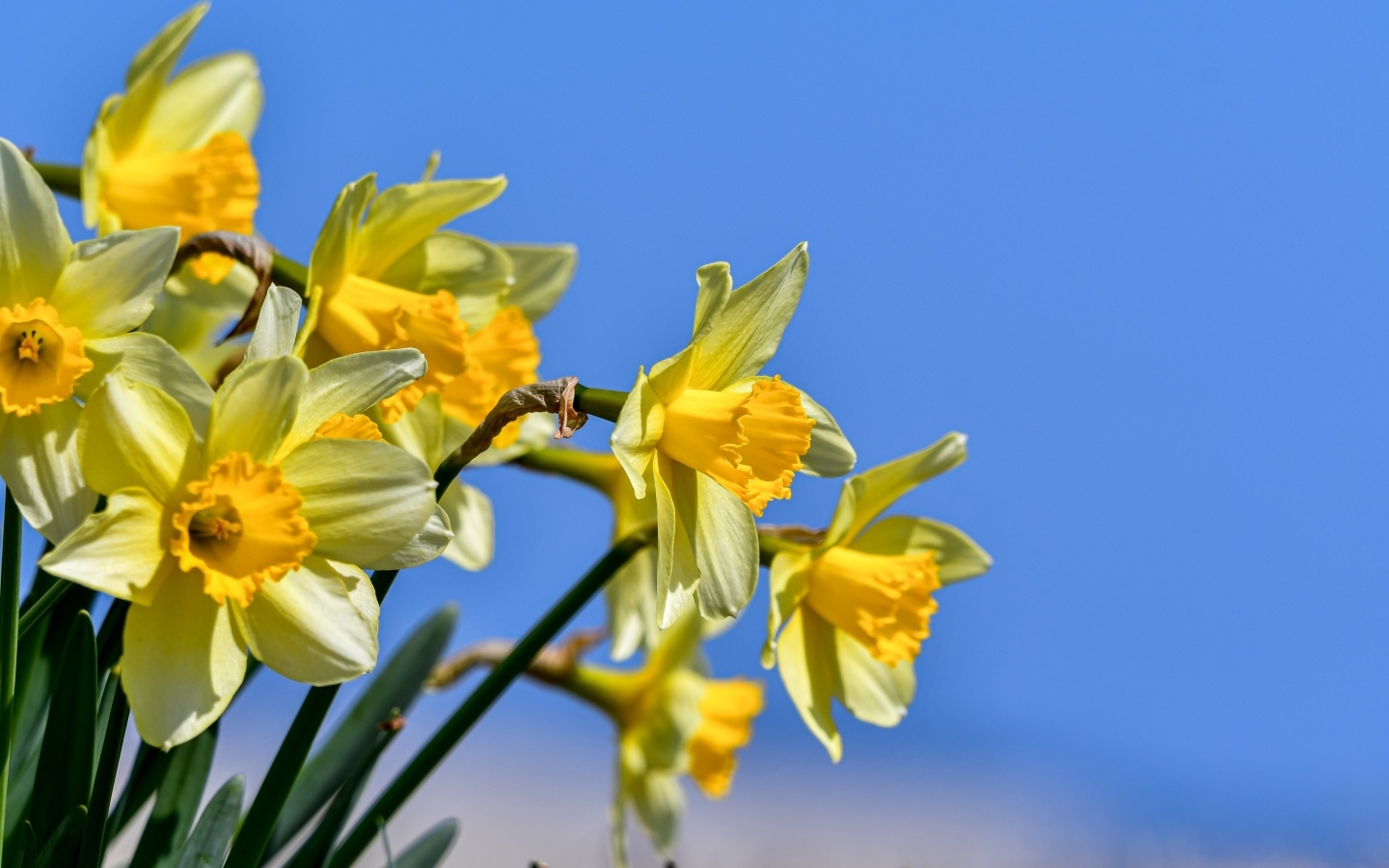 Желтые нарциссы на фоне голубого неба весной