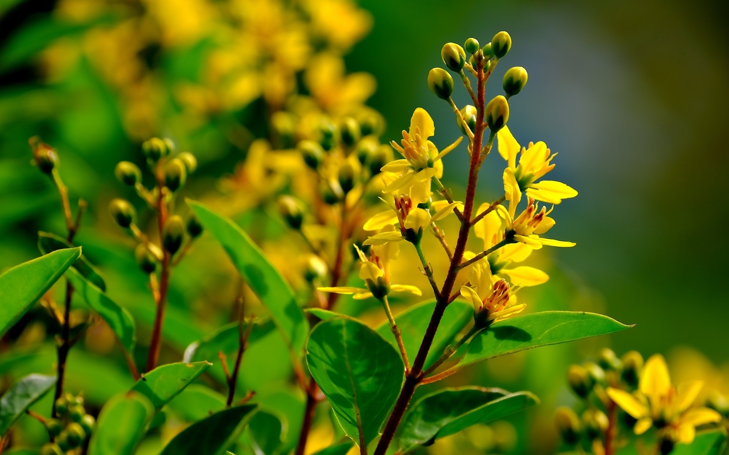 Желтые цветы на ветках