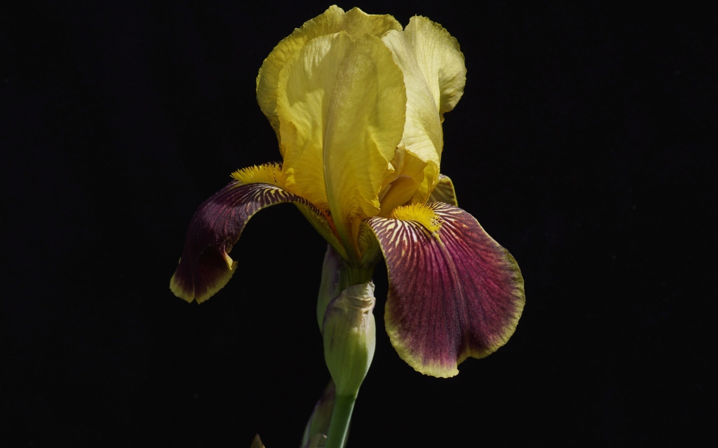 Желтый цветок ириса на черном фоне