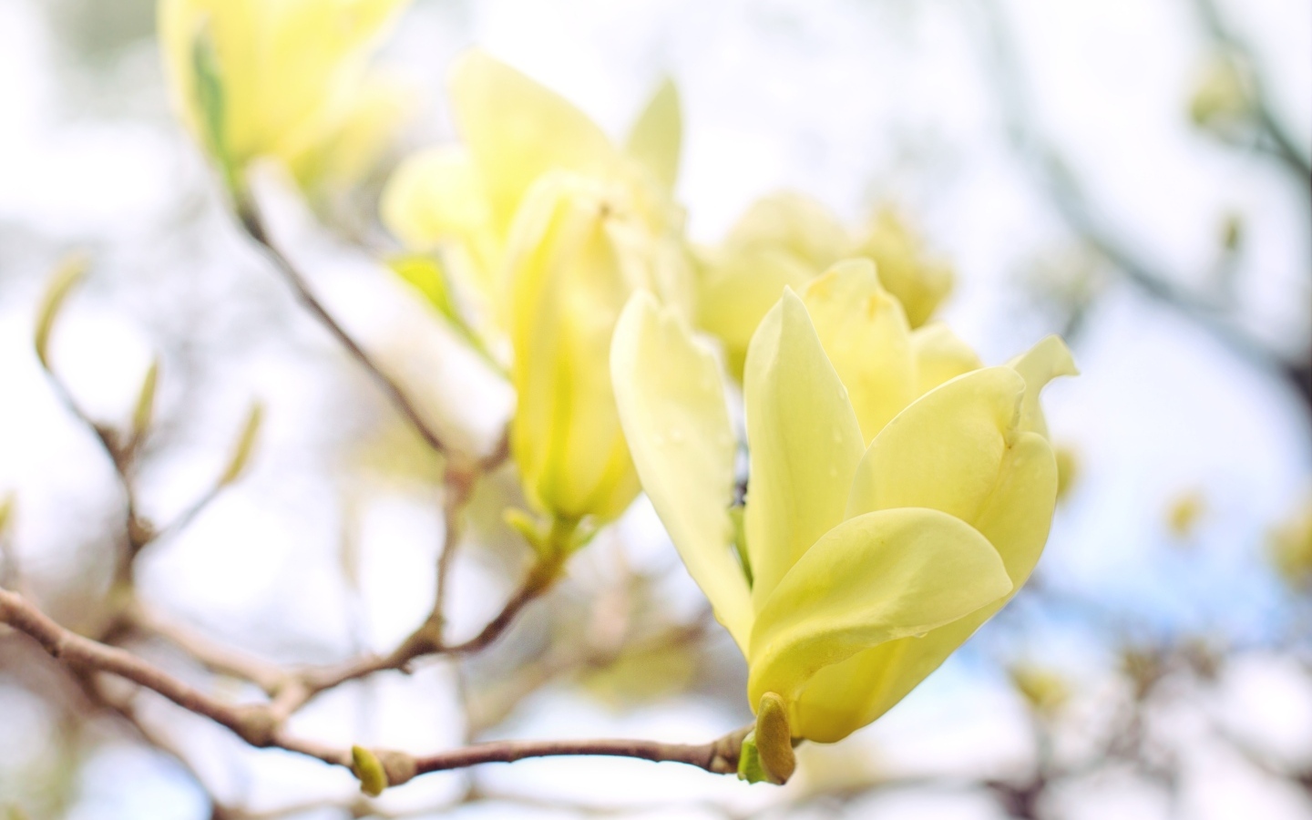 Желтые цветы магнолии на ветке дерева
