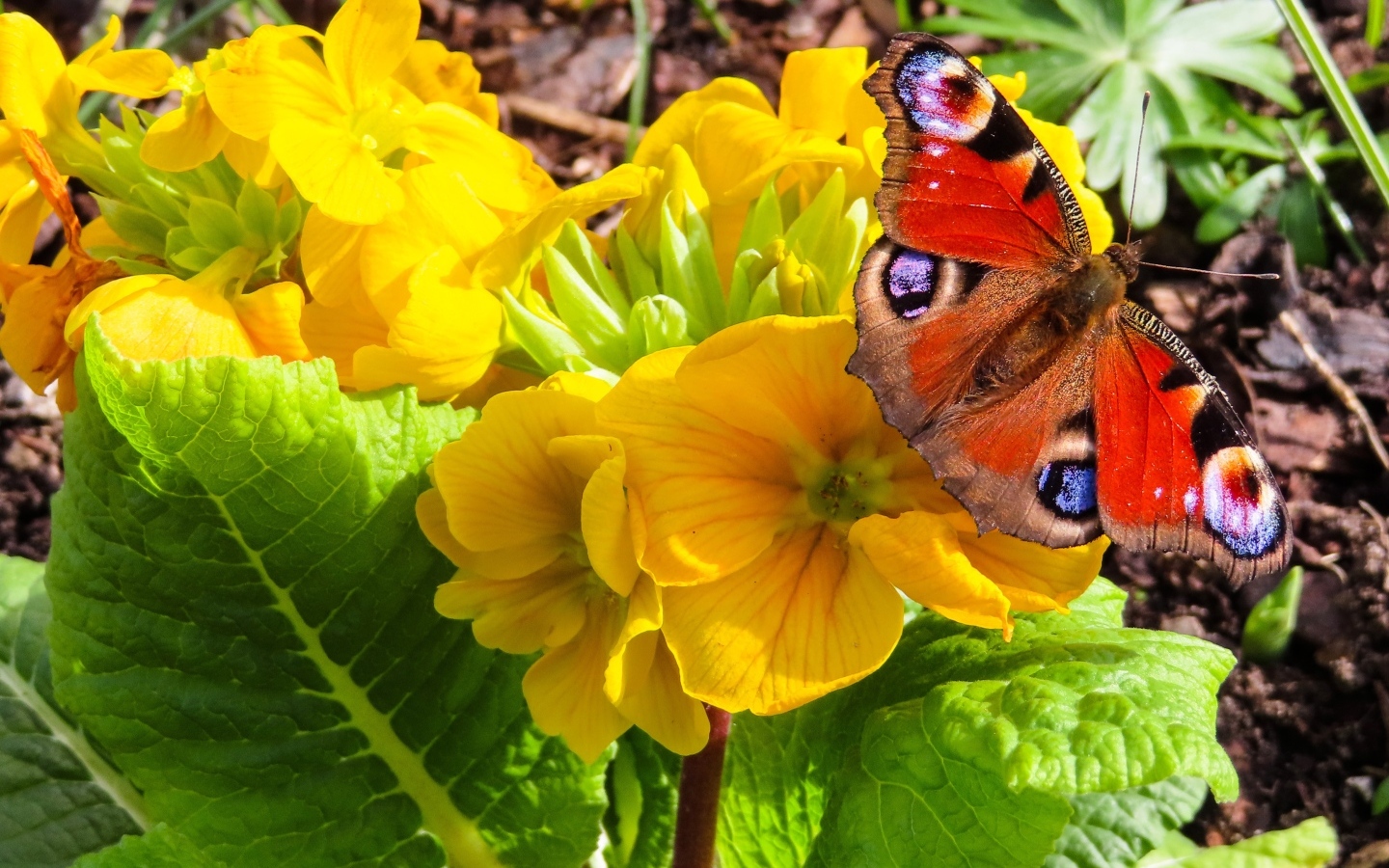 Желтые цветы примулы с бабочкой