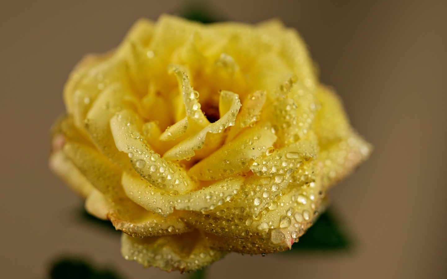 Желтая роза в каплях росы крупным планом
