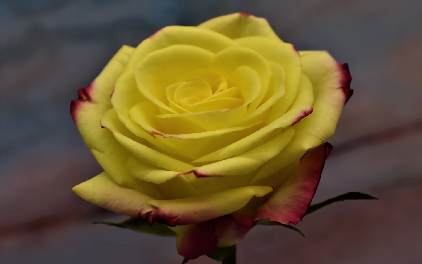 Желтая роза с красными краями на лепестках 