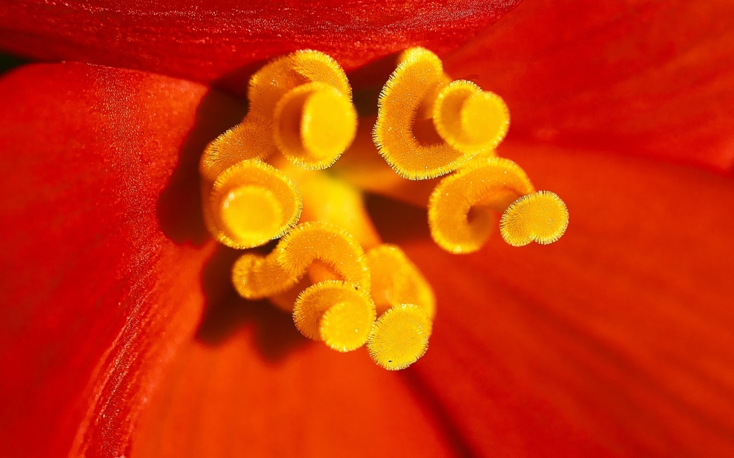 Желтые тычинки красного тюльпана