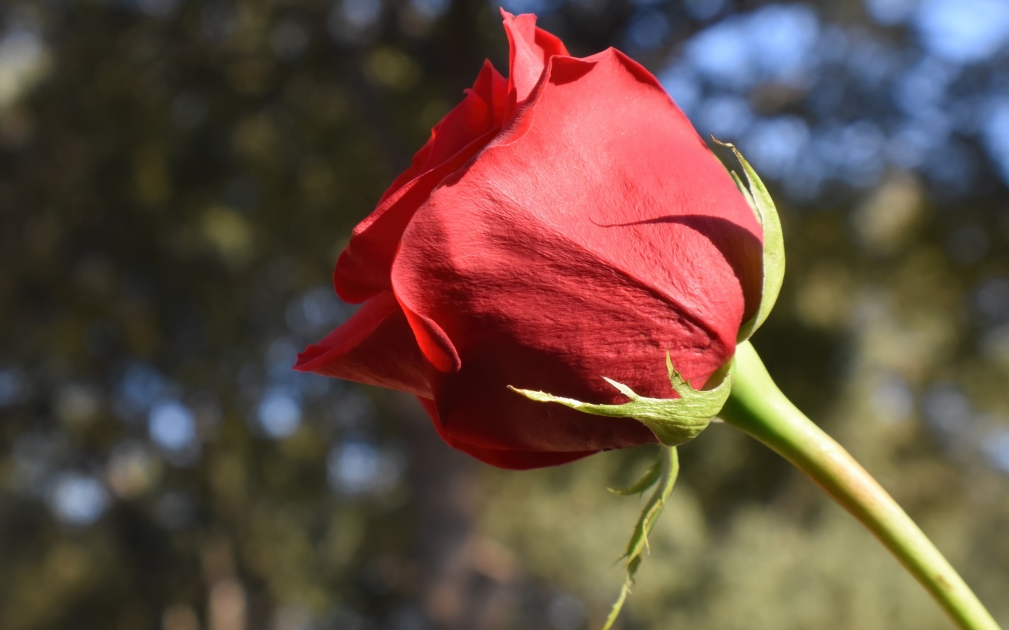 Красивый цветок красной розы