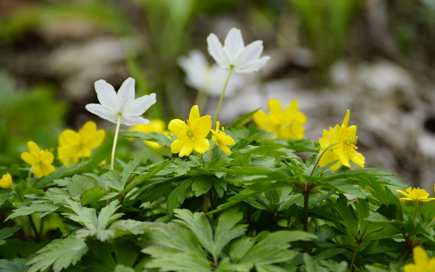 Лесные цветы ветреница ранункулоидная