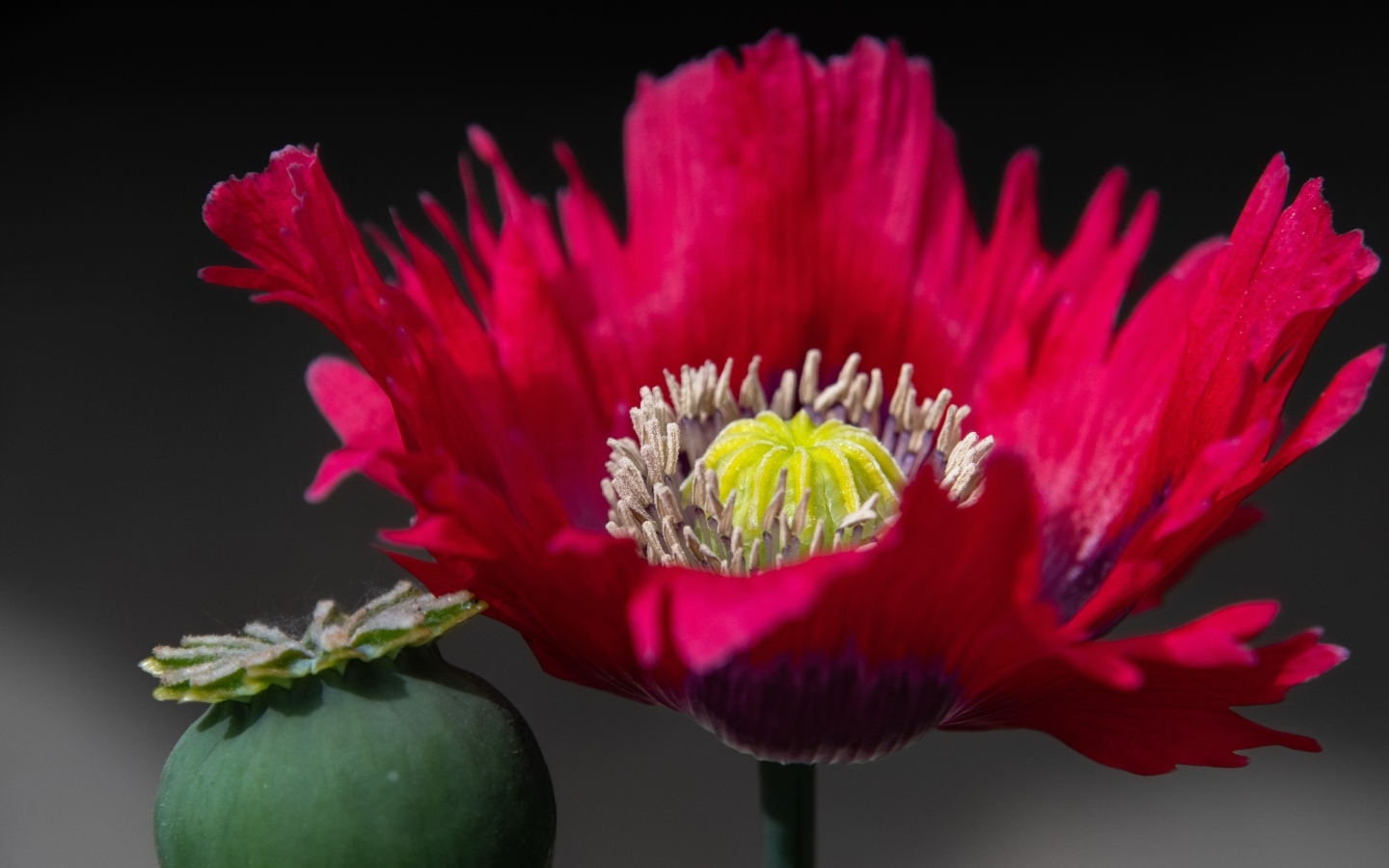 Розовый садовый декоративный мак 