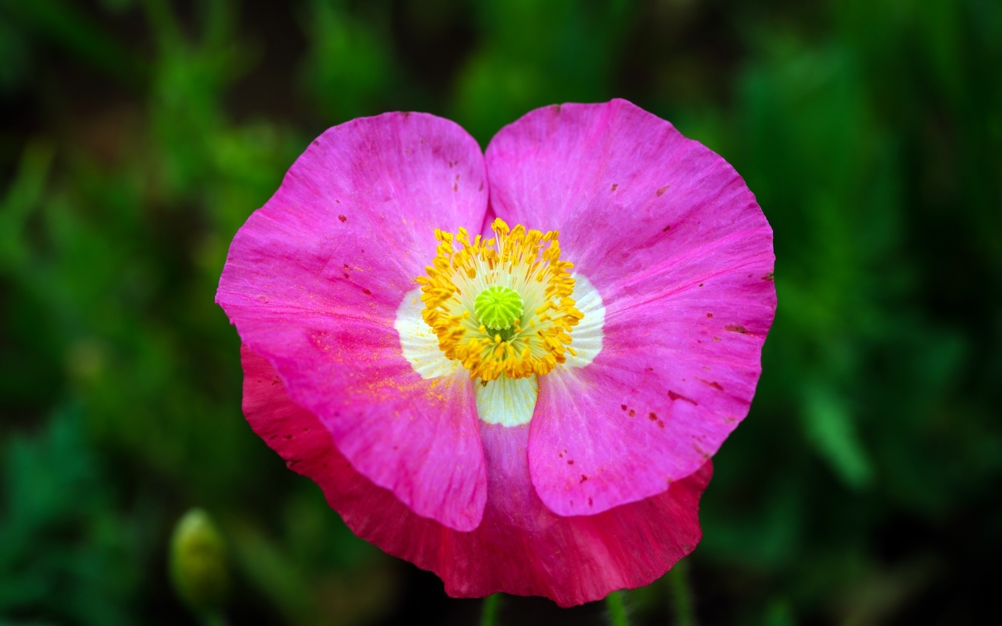 Розовый цветок мака крупным планом