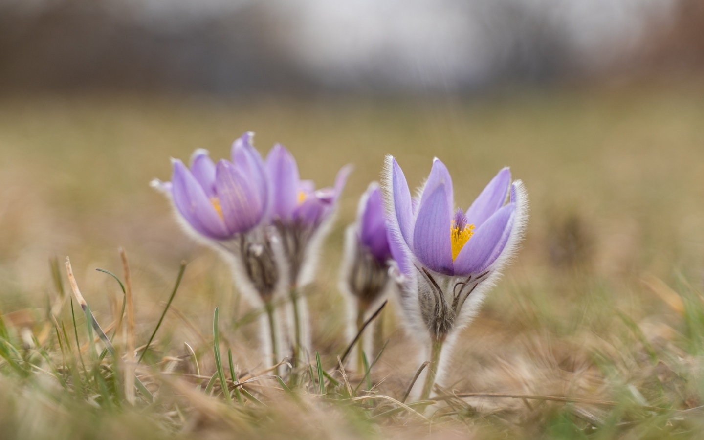 Фиолетовые полевые цветы прострел