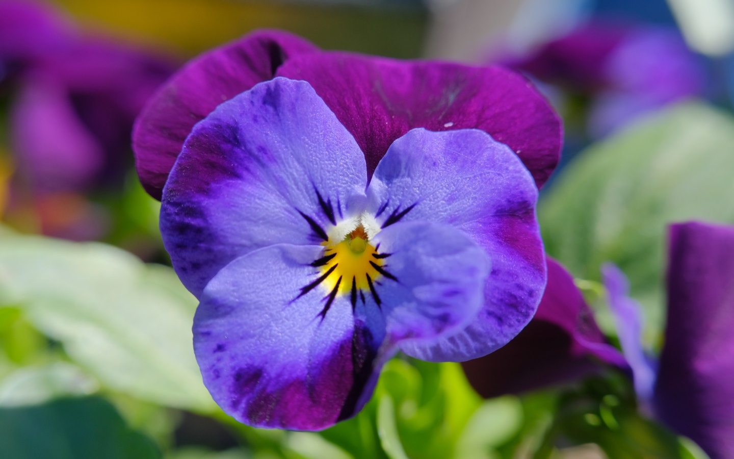 Маленький фиолетовый цветок анютины глазки