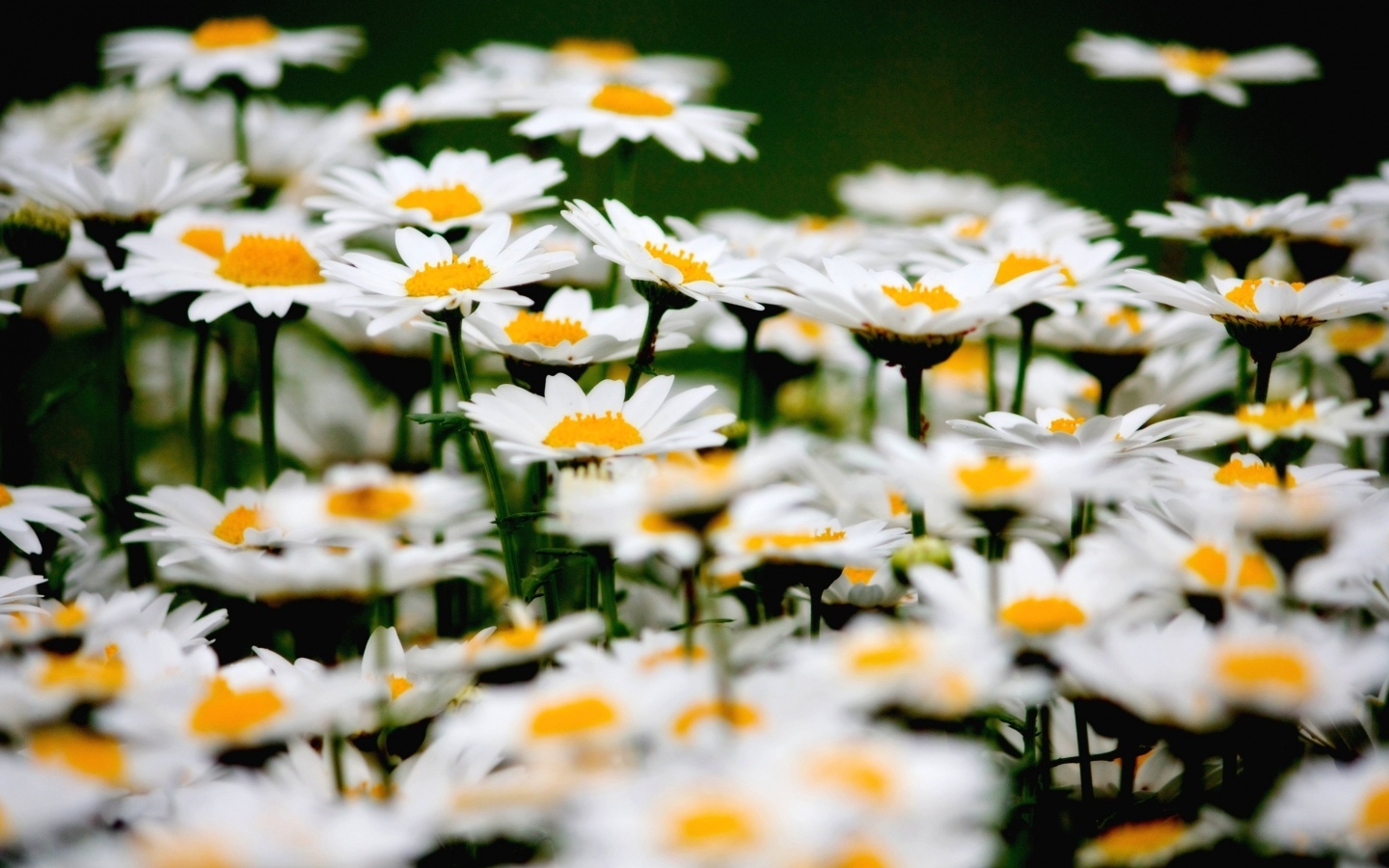 Маленькие белые ромашки крупным планом