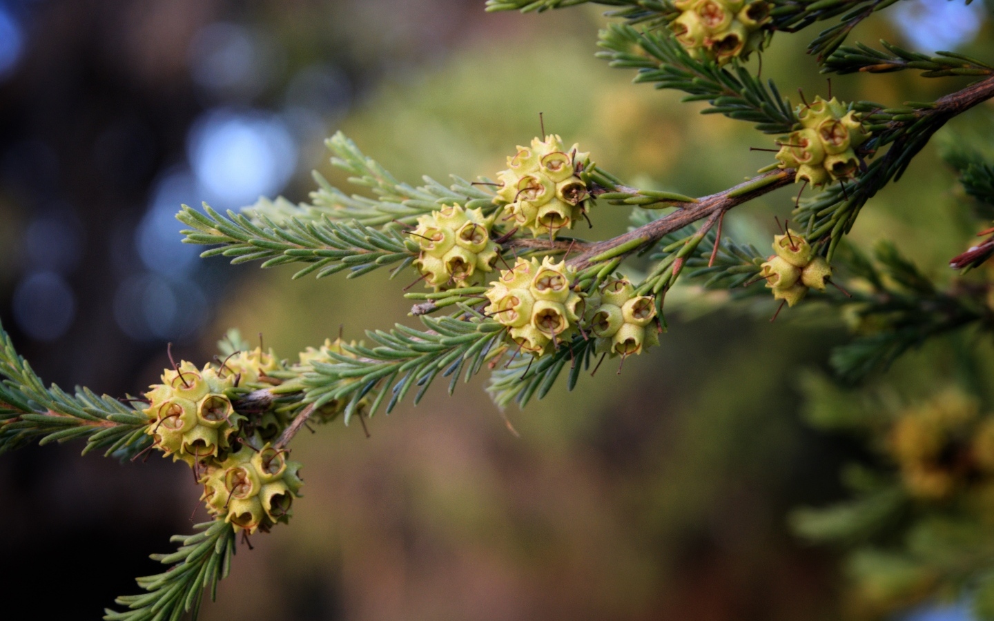 Зеленая ветка ели с семенами