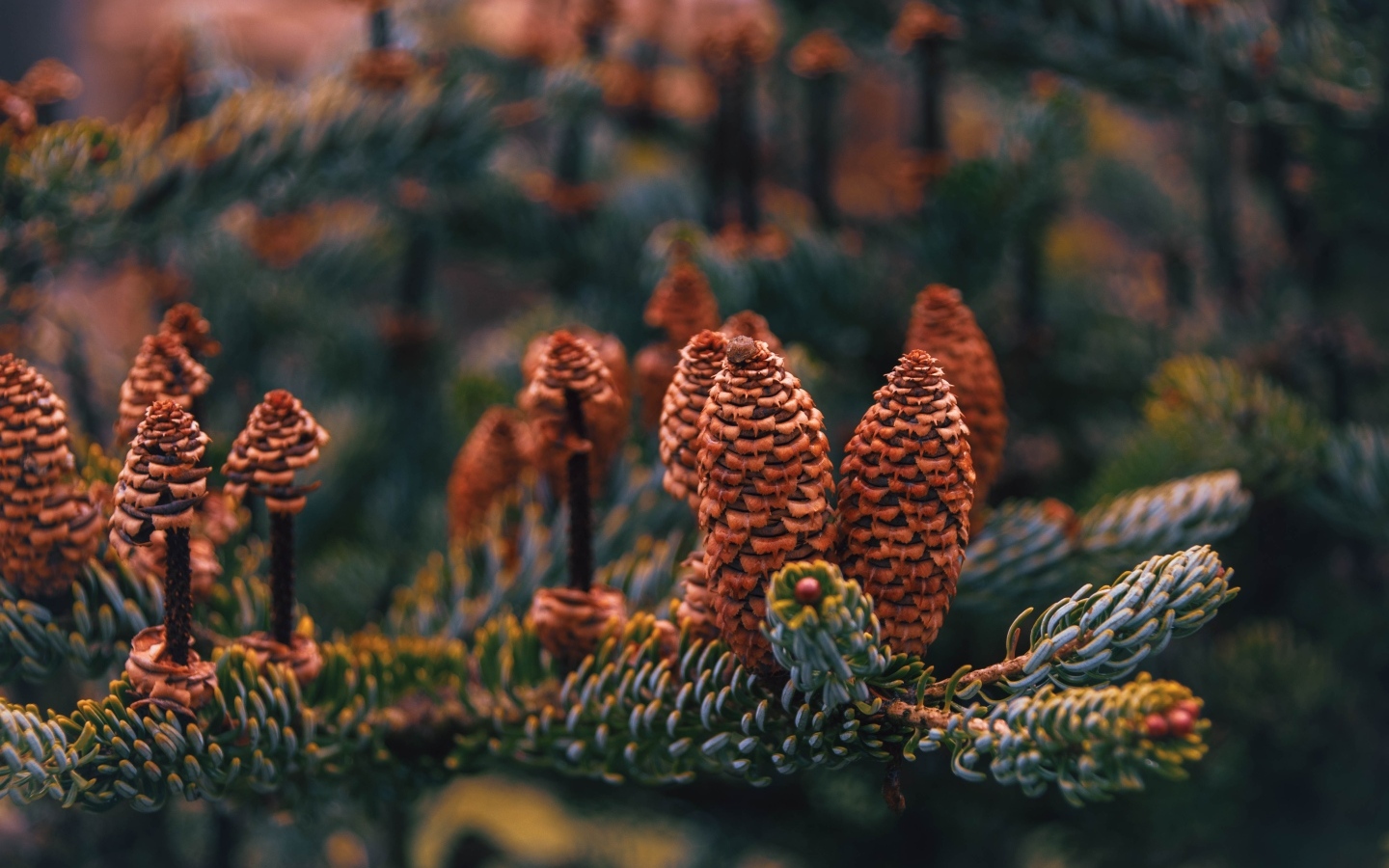 Большие коричневые шишки на ветке ели