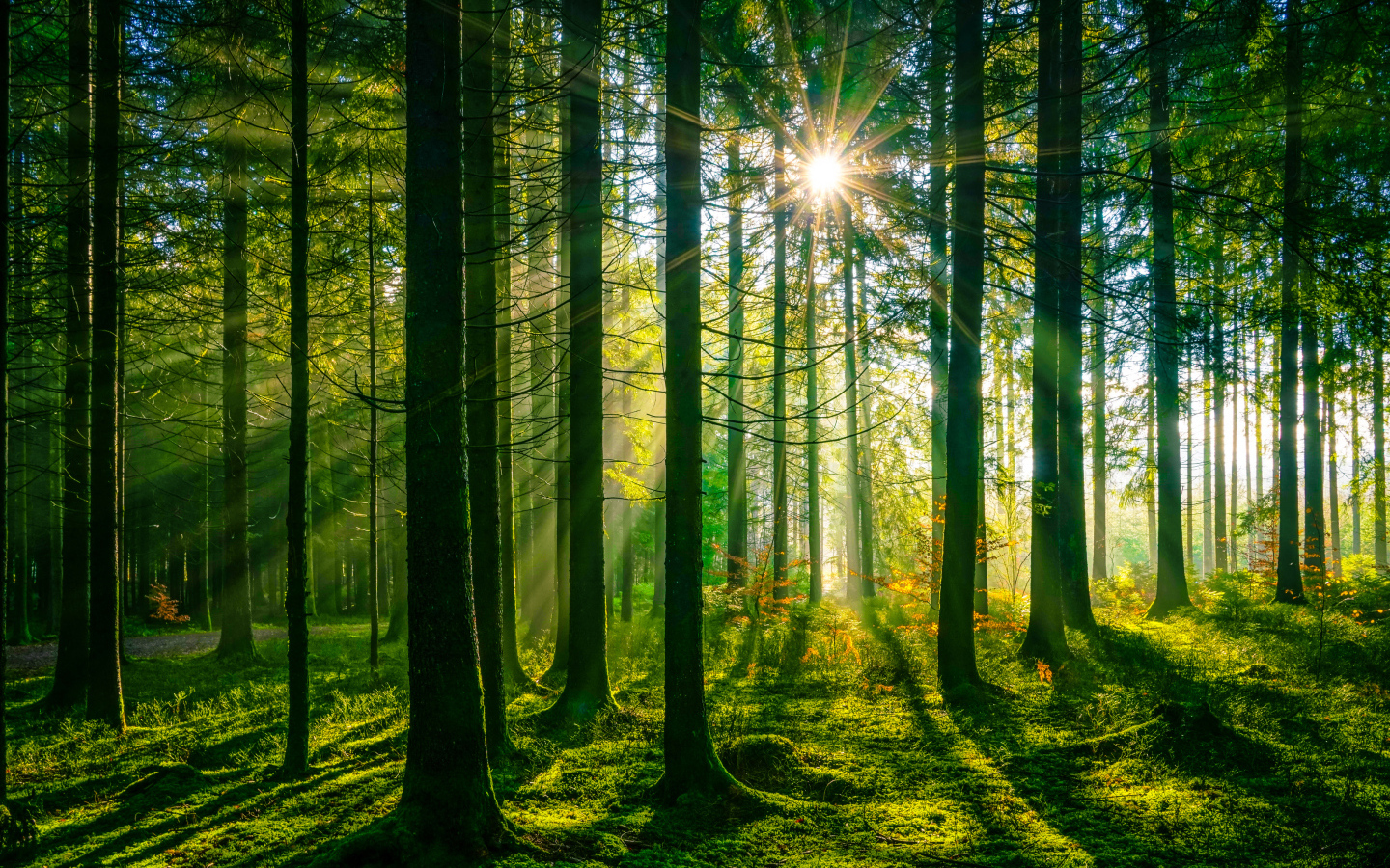 Лучи яркого солнца в покрытом мхом лесу