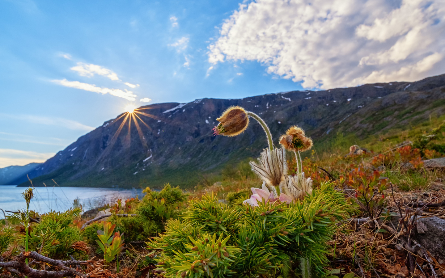 Цветы прострела у озера в горах