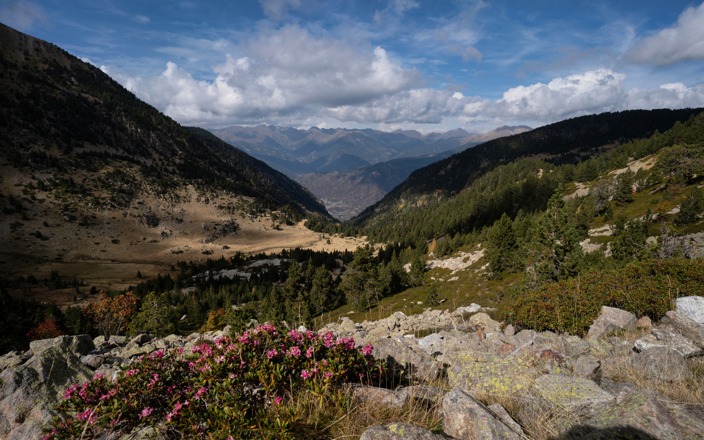 Покрытые зелеными деревьями горы под красивым небом