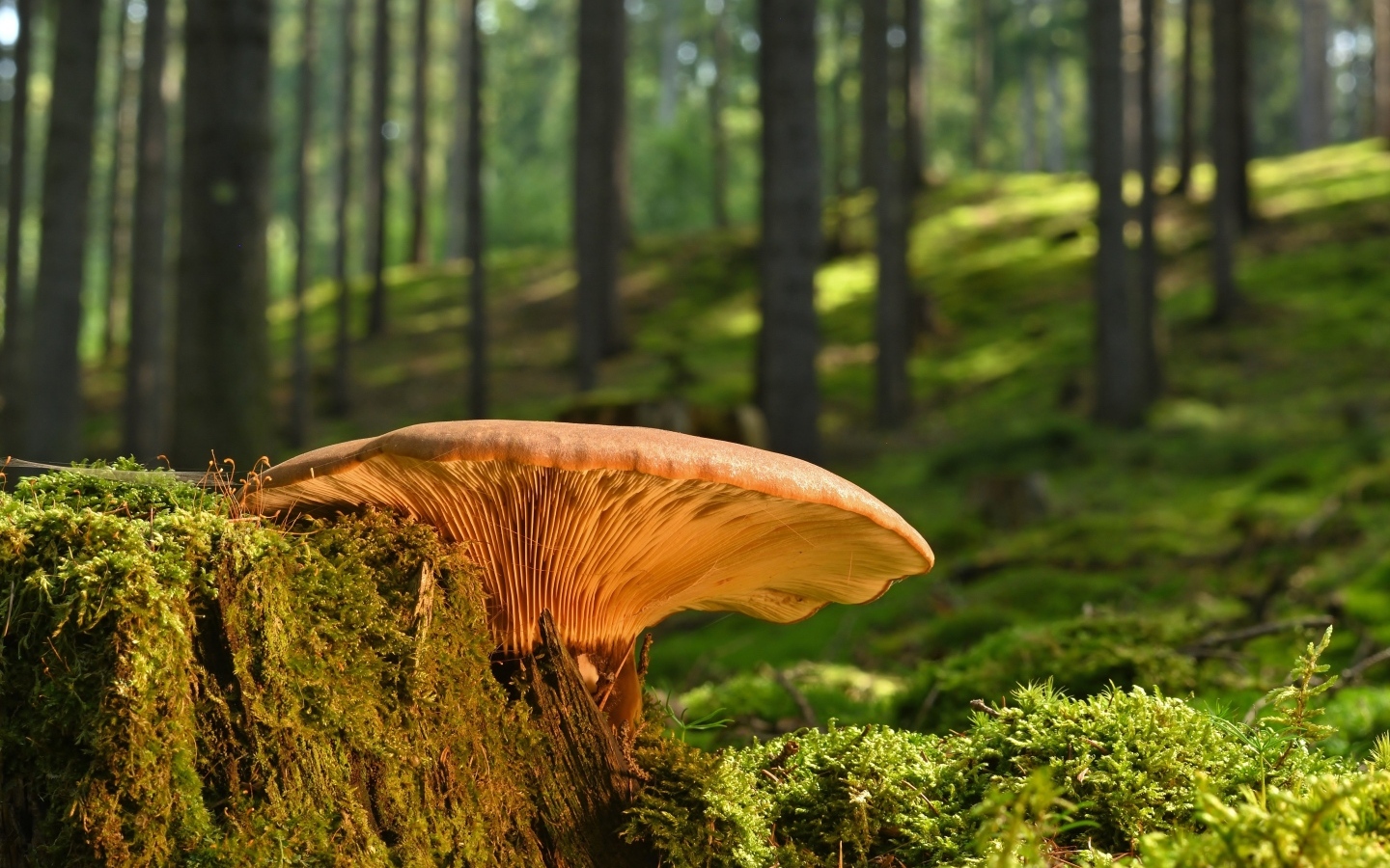 Большой гриб растет на старом пне