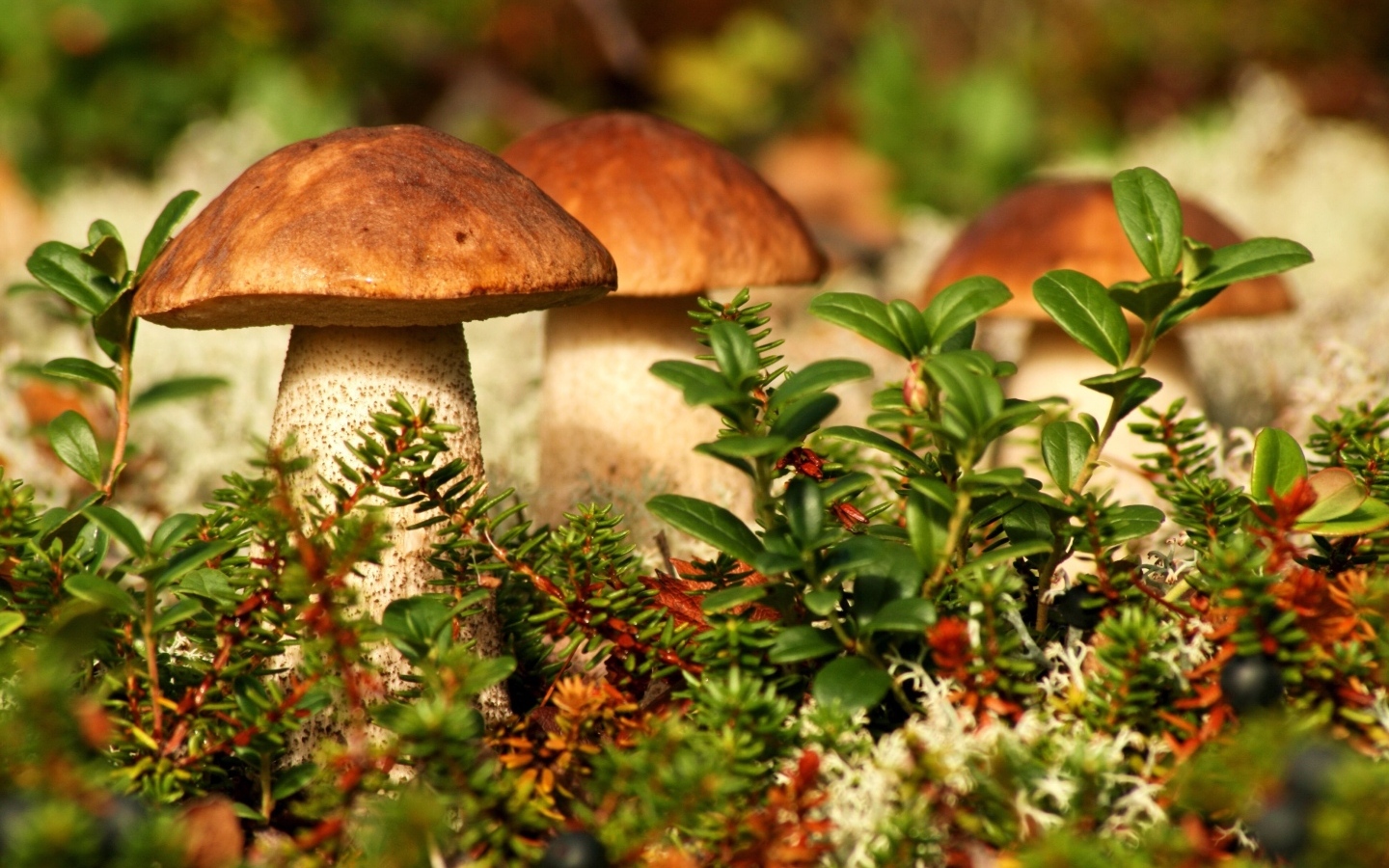 Много грибов растет в зеленой траве