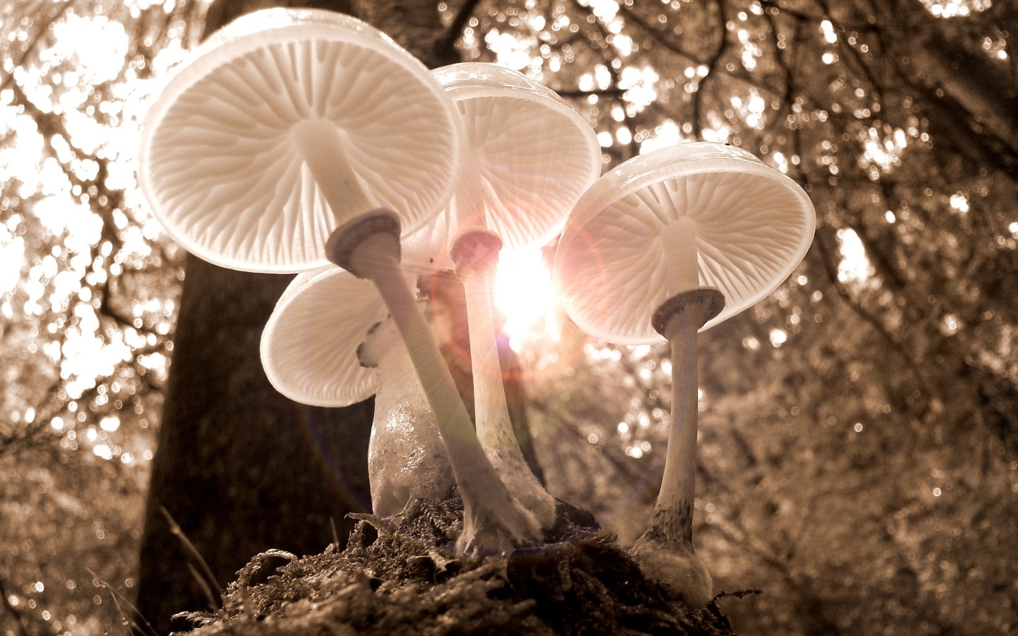 Красивые прозрачные грибы в лучах солнца в лесу