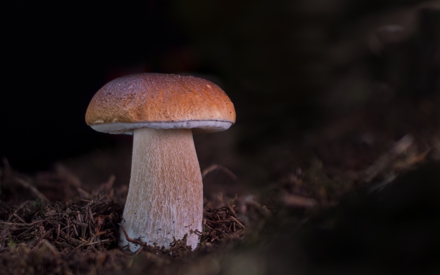 Большой белый гриб растет в лесу