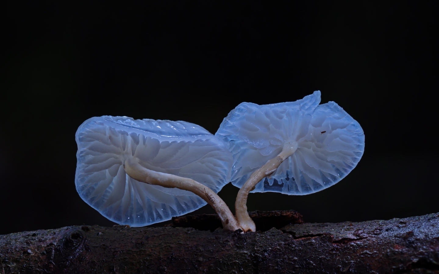 Необычные грибы растут на сухом дереве на черном фоне