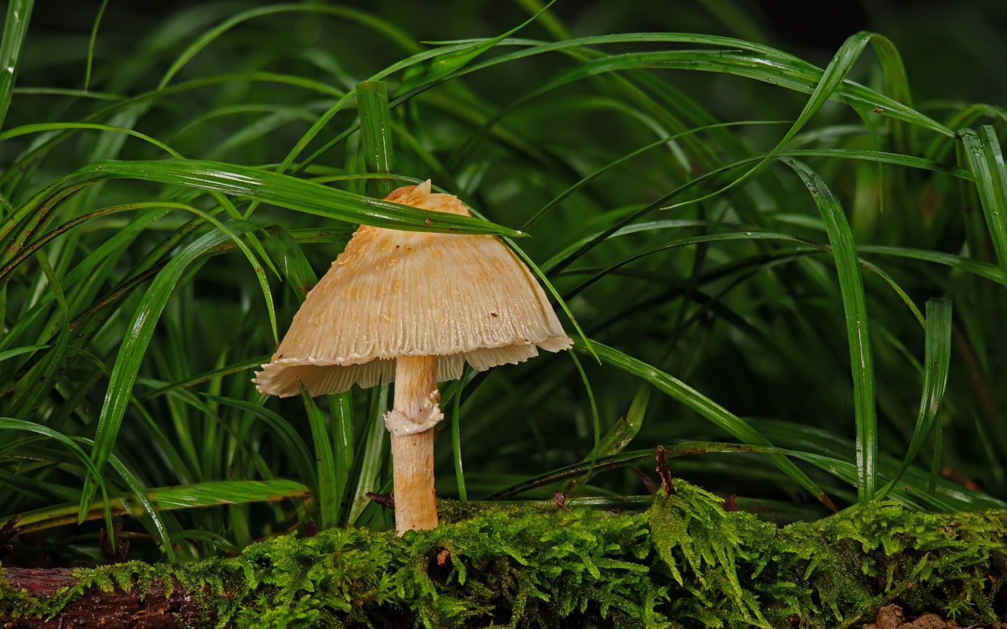 Дикий лесной гриб в траве