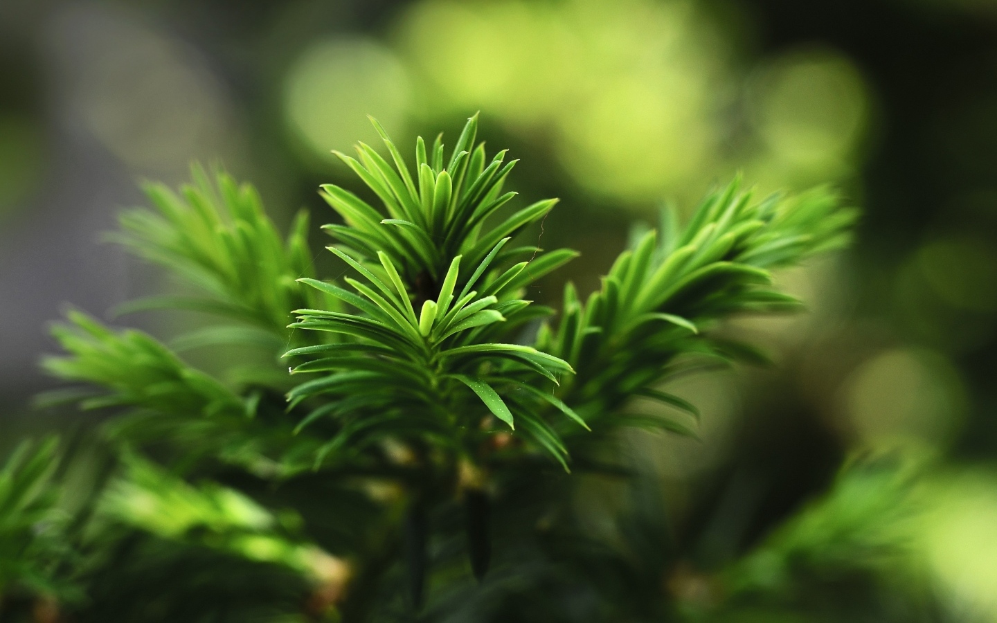 Нежная зеленая ветка молодой ели