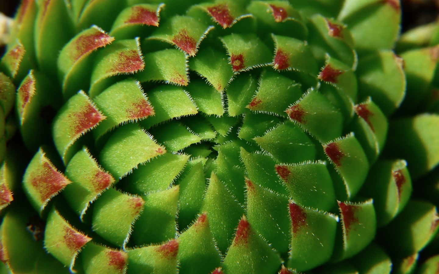 Красивый зеленый артишок крупным планом