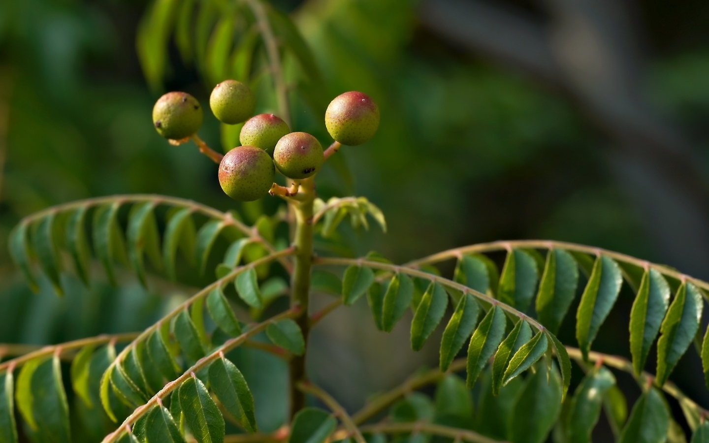 Ягода на ветке дерева с зелеными листьями