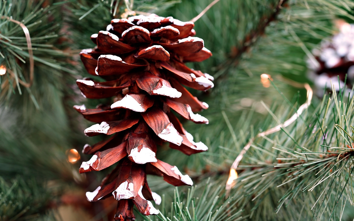 Большая коричневая шишка на еловой ветке