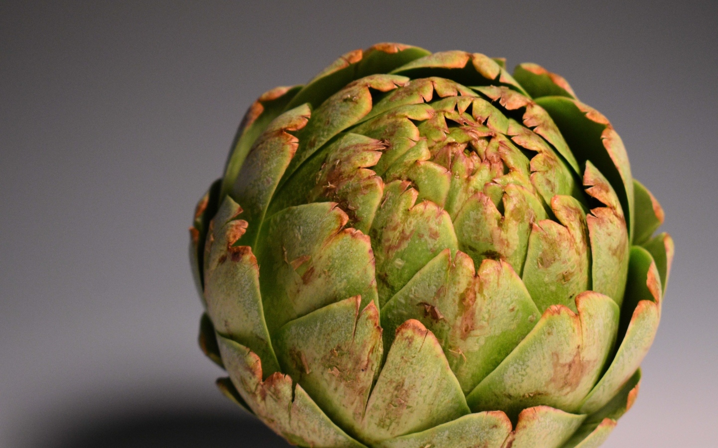 Большой зеленый артишок на сером фоне