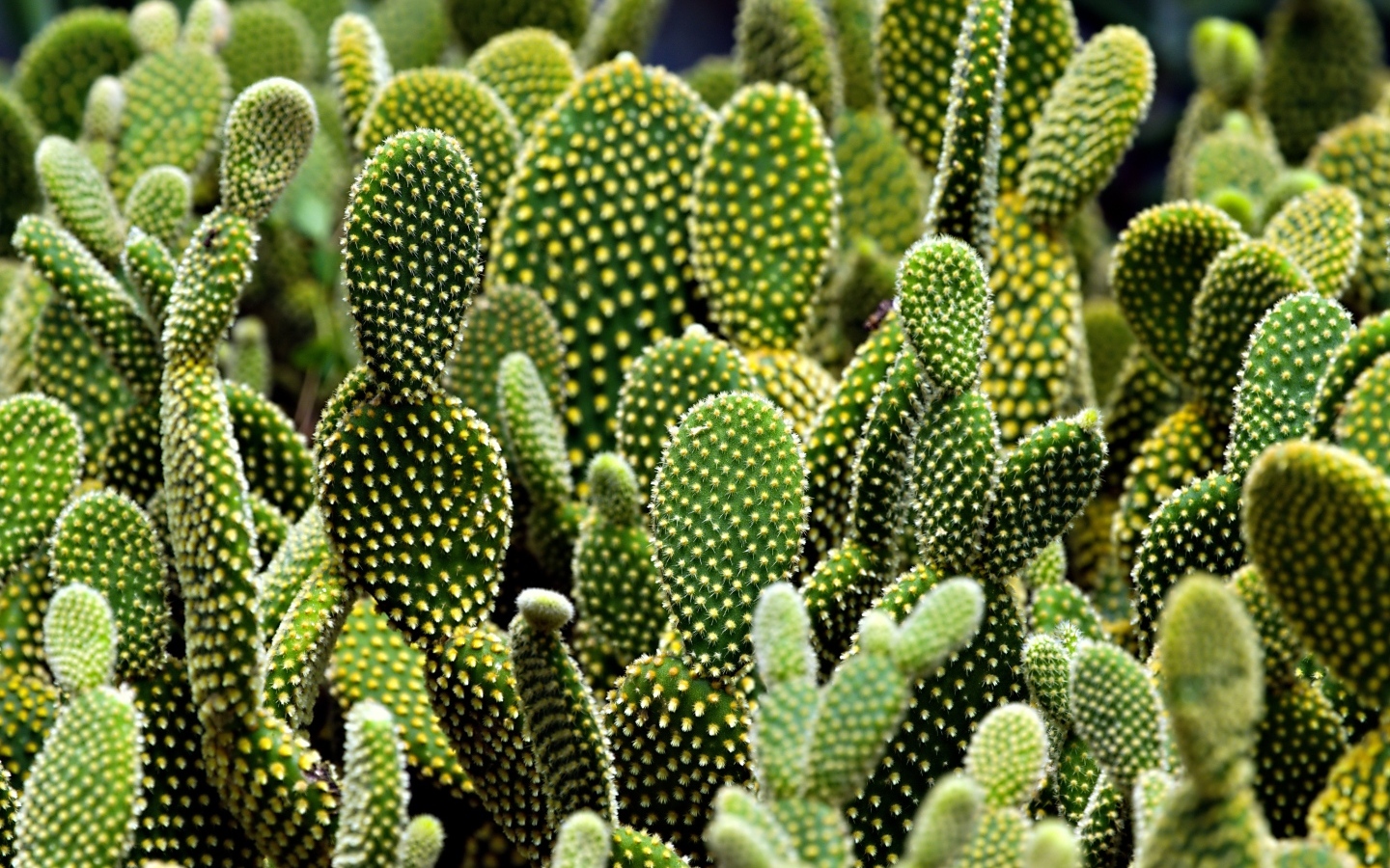 Много колючих тропических кактусов