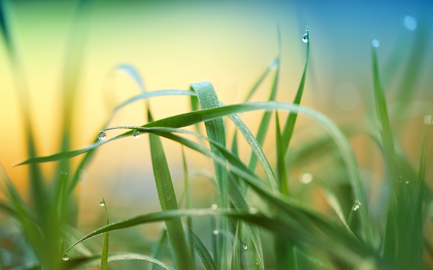 Высокая зеленая трава в каплях росы