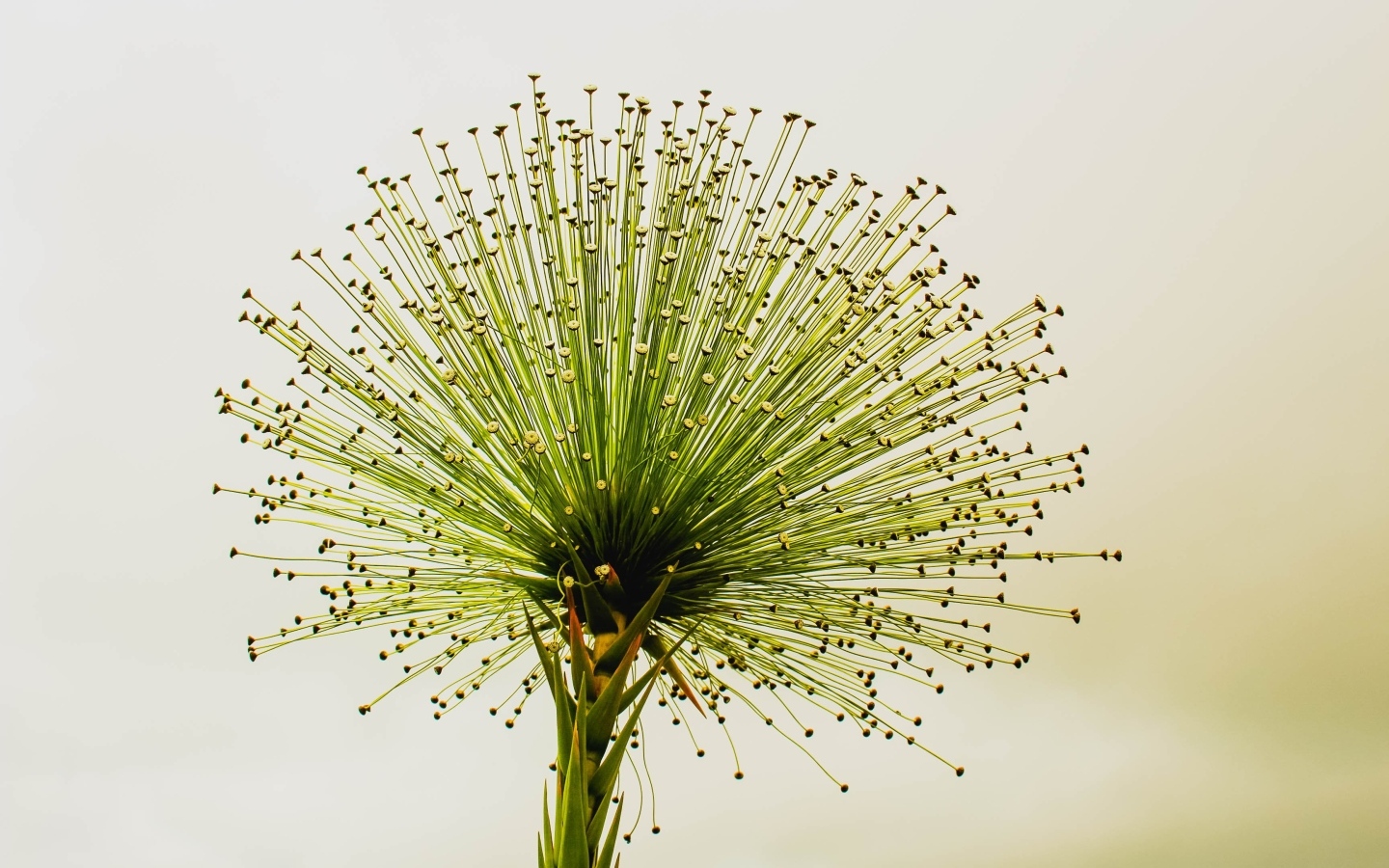 Необычное зеленое растение 