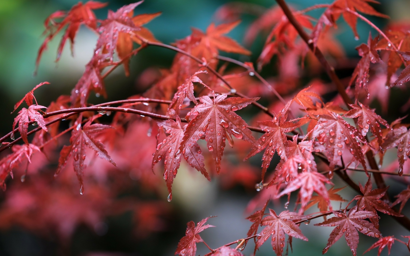 Мокрые красные листья клена