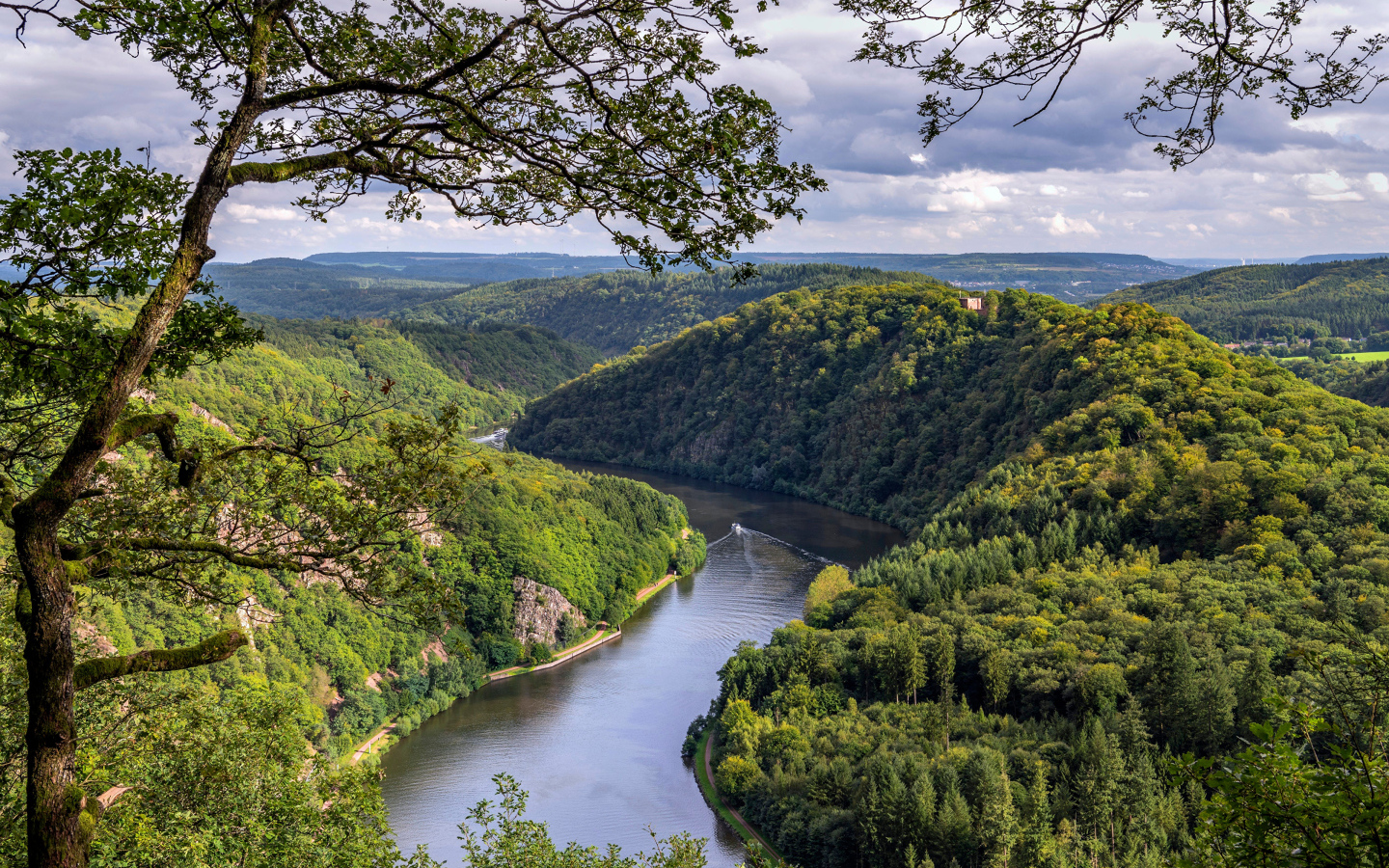 Река в густых зеленых зарослях деревьев
