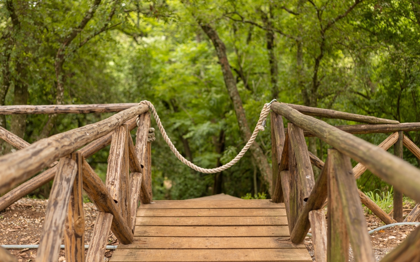 Деревянный мост в летнем парке
