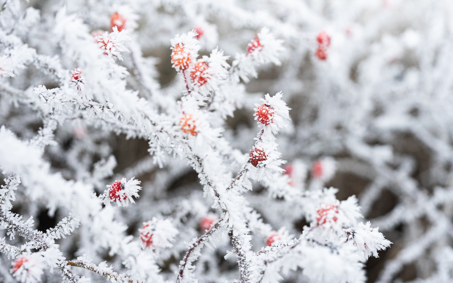 Покрытая инеем ветка с красными ягодами