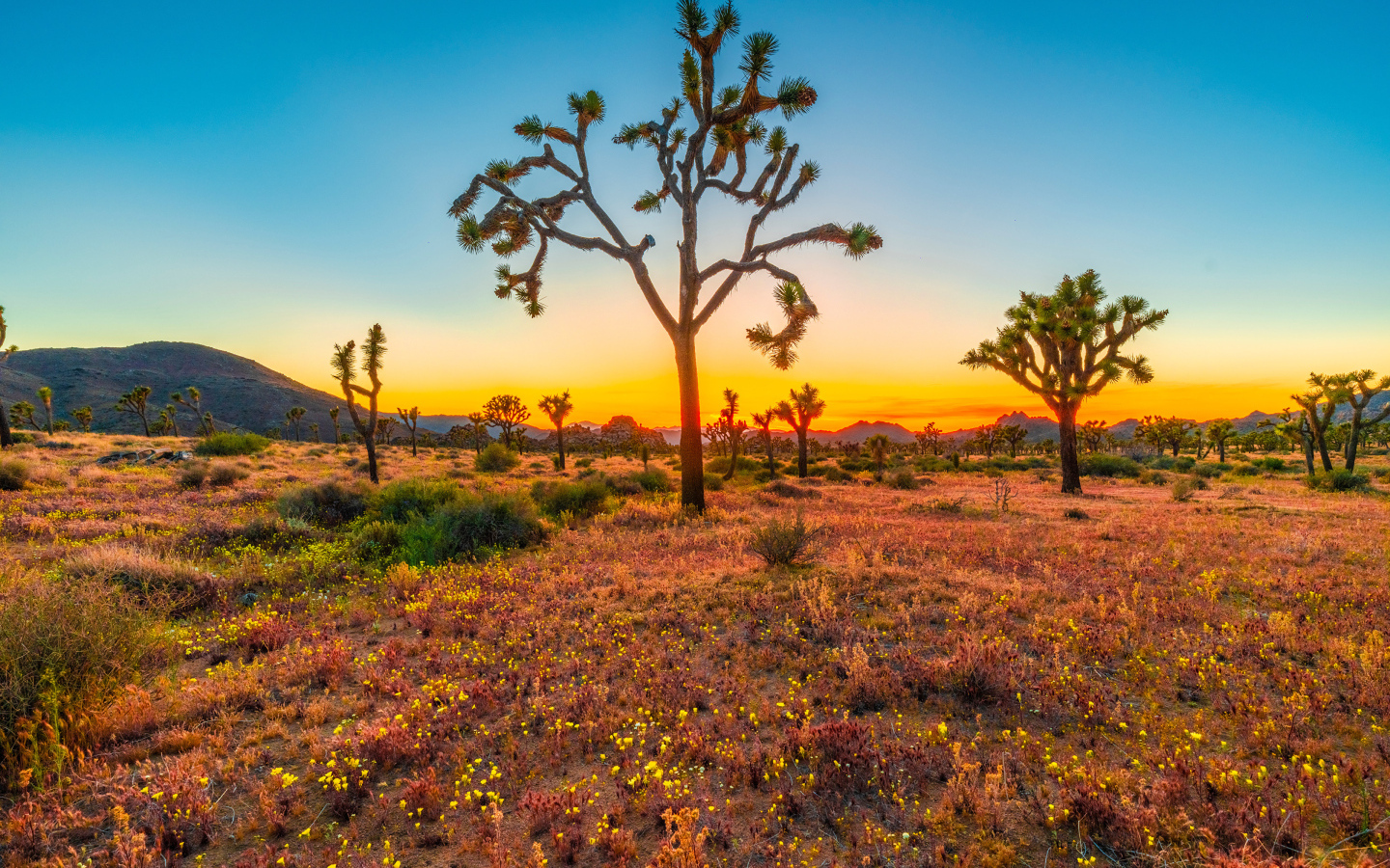 Закат солнца в национальном парке Джошуа-Три, США