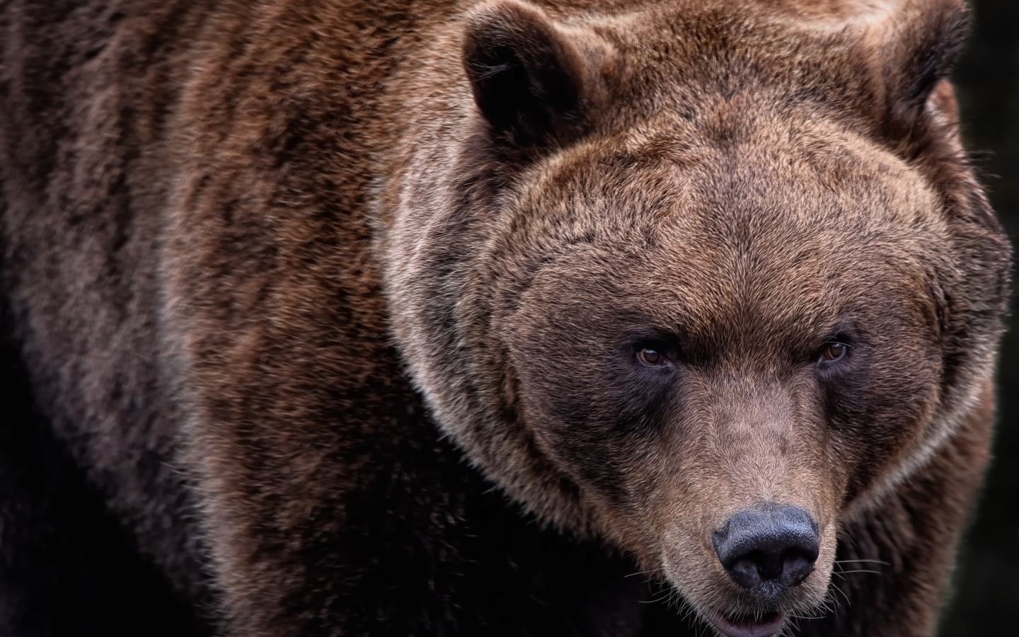 Большой бурый медведь крупным планом